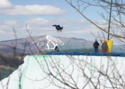 Burton US Open Quaterpipe competition