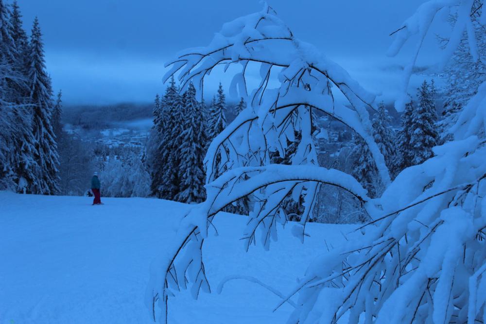 Trysil Snowy Trees